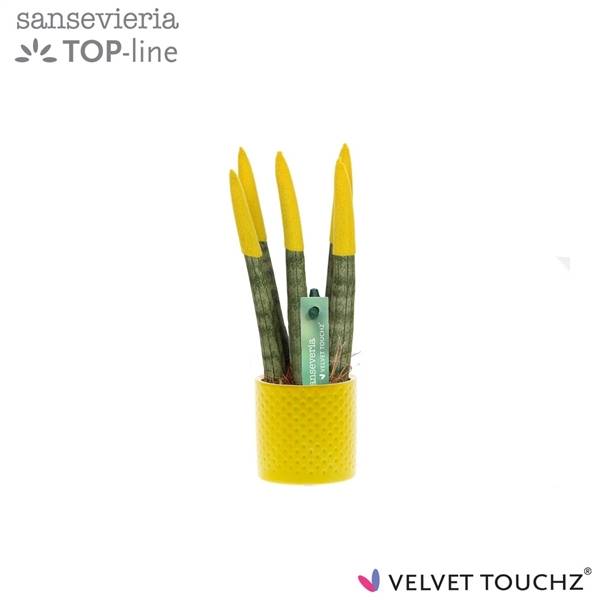 Сансевиерия Бархатное прикосновениеz желтая керамика в горошек ( Sansevieria Velvet Touchz Yellow Me