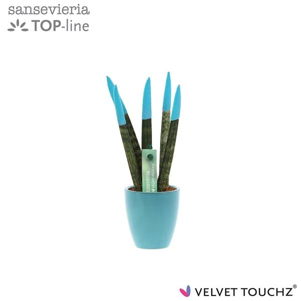 Сансевиерия Velvet Touchz Aqua в керамике Осака ( Sansevieria Velvet Touchz Aqua In ceramics Osaka )