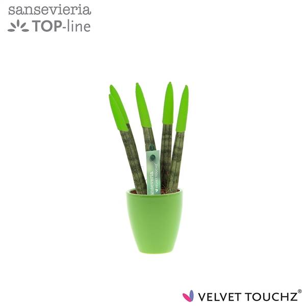 Сансевиерия Бархатное прикосновение ( Sansevieria Velvet Touchz Green In ceramics Osaka ) W 6 см H 1