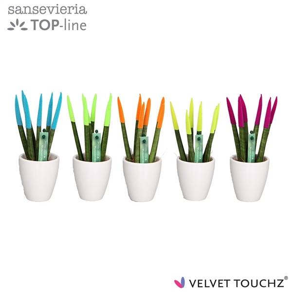 Сансевиерия Бархатное прикосновение ( Sansevieria Velvet Touchz Mixed Ibiza In ceramics O ) W 6 см H