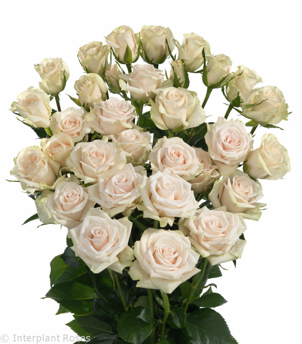 Rosa tr royal porcelina(Роза тр. роял порцелина) В50