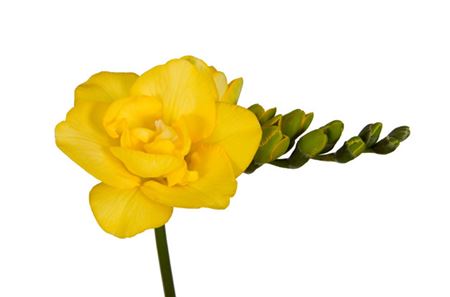 Freesia Du Yellow (Фрезия Ду Еллоу)