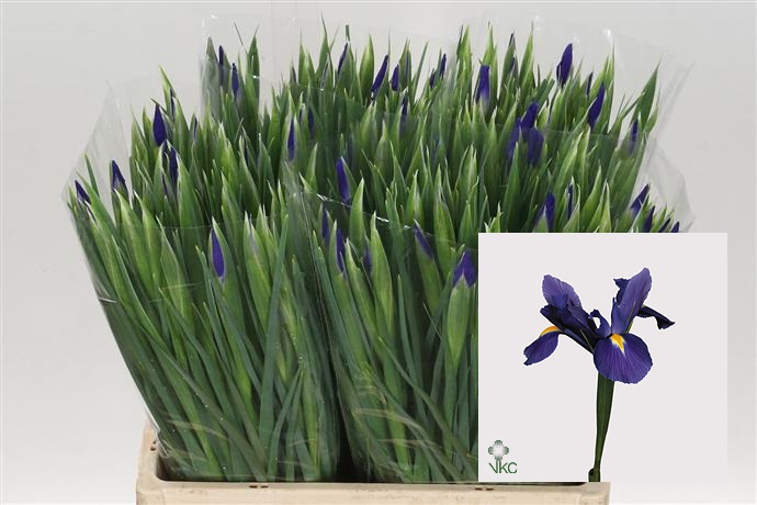 Iris Blue Magic Ex Veco - Showing Colour (Ирис Блу Мэджик Экс Веко - Шоуинг Колор)В60
