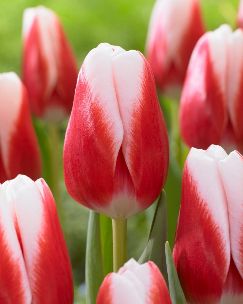 Тюльпан Бело-розовый (Tulip White-pink) пр-во Россия, Экстра