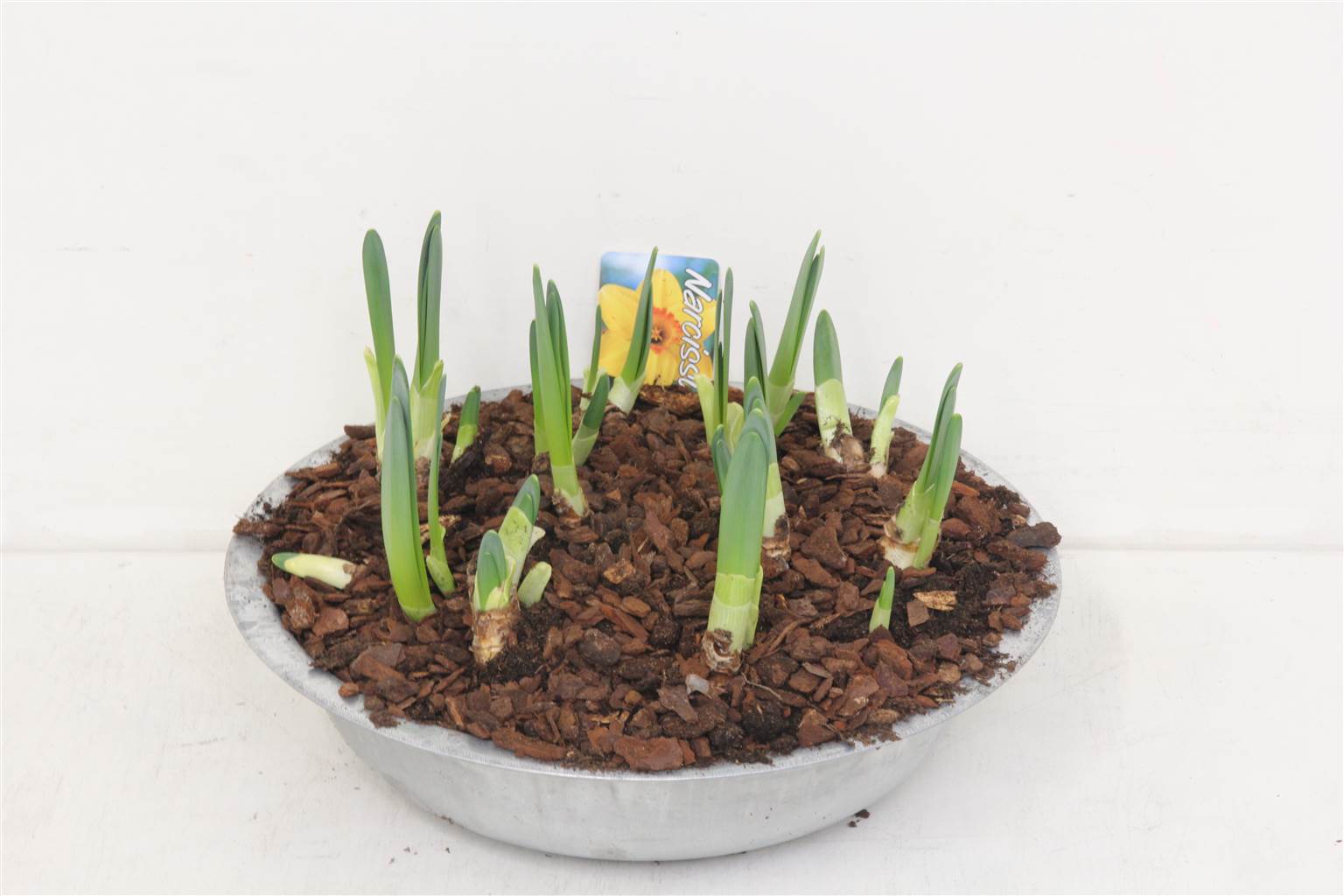 Компо Нарцисс ( Compo Daffodil ) W 30 см H 15 см