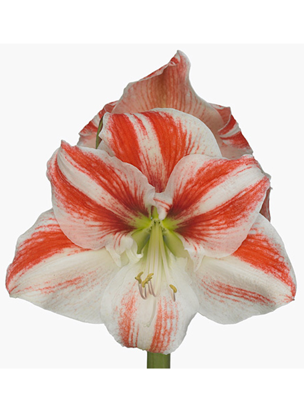 Hippeastrum Clown (Гиппеаструм Клоун)