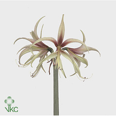 Hippeastrum (m) Cy Tarantula ( Гиппеаструм (м) Сай Тарантула)