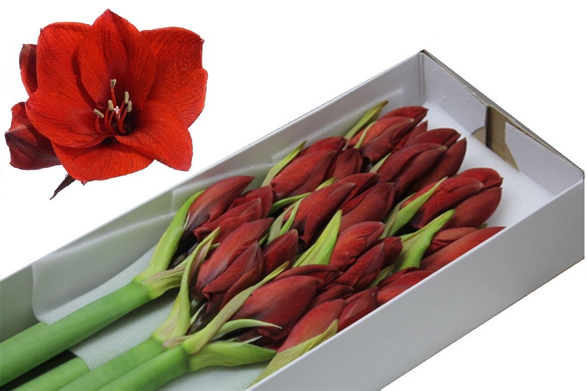 Hippeastrum Red Lion (Гиппеаструм Ред Лайон) В75