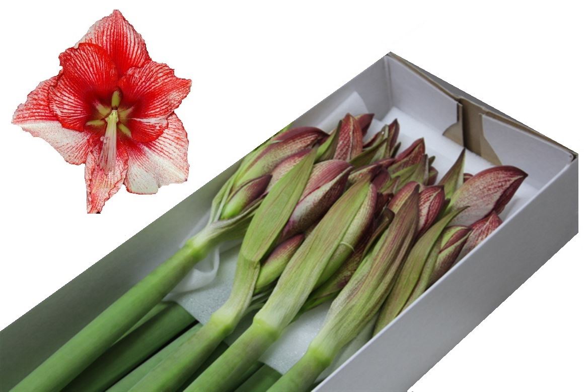 Hippeastrum Showmaster (Гиппеаструм Шоумастер)