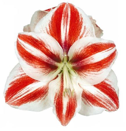 Hippeastrum Striped (Хипп Стрипд)