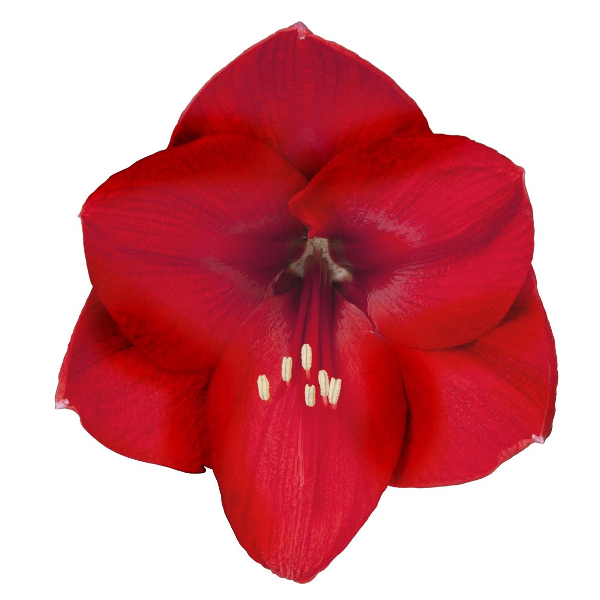 Hippeastrum Red (Гиппеаструм Ред)