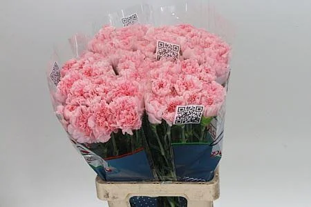 Dianthus St Pink Doncel Col (Гвоздика Ст Пинк Донкел Кол) В70