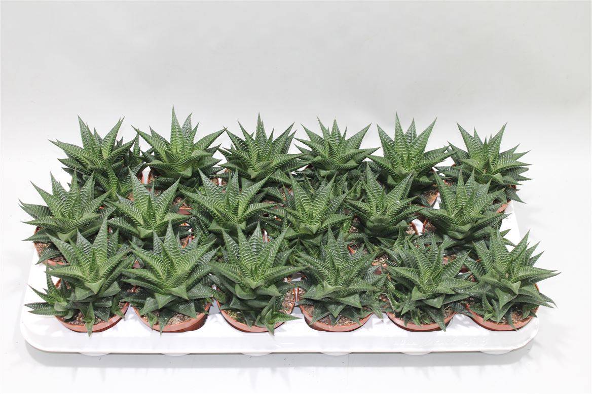 Хавортия Лимифолия ( Haworthia Limifolia ) W 8/8,5 см H 15 см