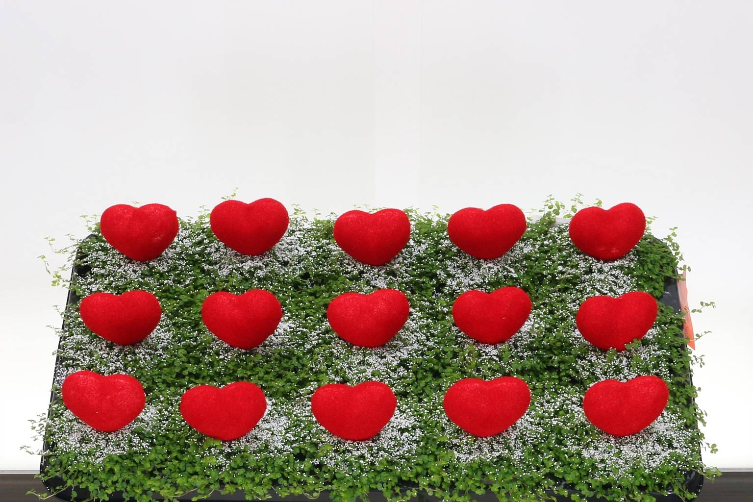 Солейролия Солейр Зеленая Сердцевина Красная ( Soleirolia Soleir Green Heart Red ) W 9/9,5 см H 11 с