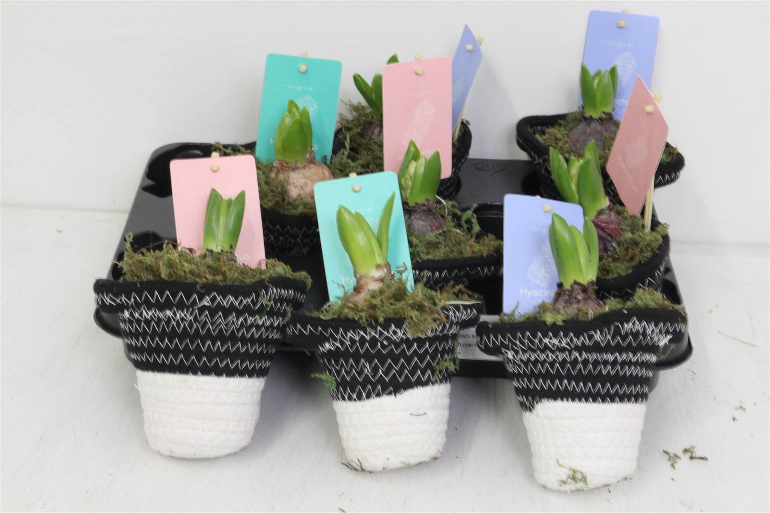 Компо Гиацинт 1706 # ( Compo Hyacinth 1706 # ) W 10 см H 16 см