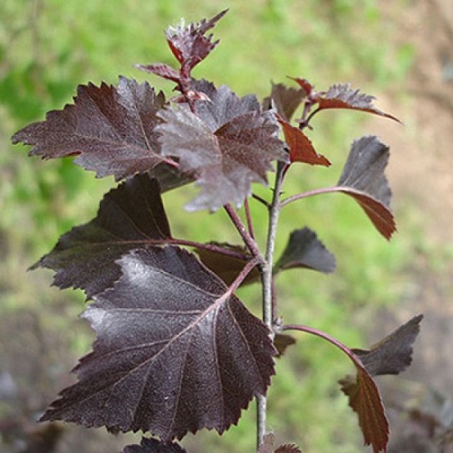 Береза повислая Purpurea (Пурпуреа)