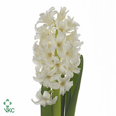 Hyacinthus White (Гиацинт Вайт) В30