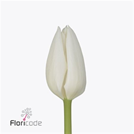 Tulipa White (Тюльпан Вайт)