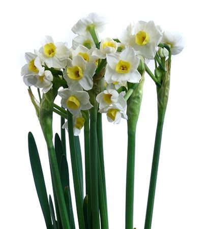 Narcissus Spray Avalanche (Нарцисс Спрей Аваланш)