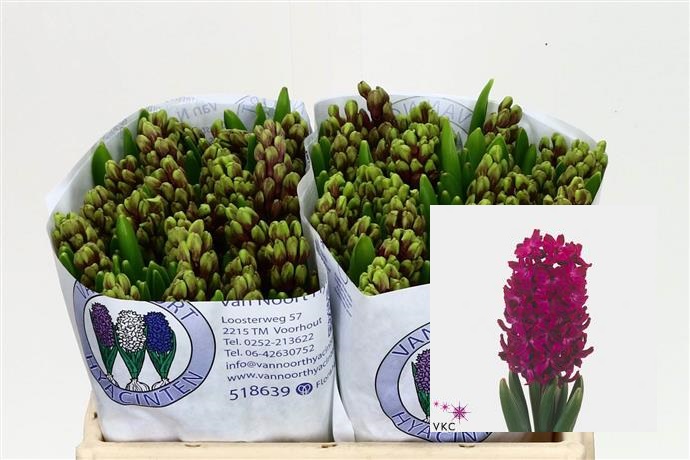 Hyacinthus Woodstock (Гиацинт Вудсток) В30