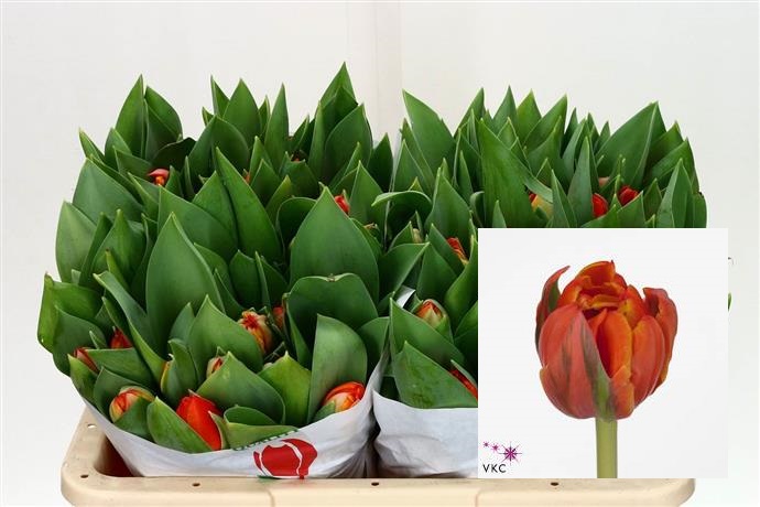 Tulipa Du Queensday (Тюльпан Ду Квинсдей)
