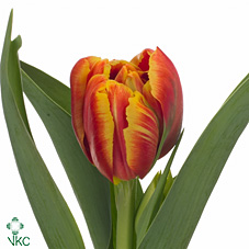 Tulipa Du High Roler (Тюльпан Ду Хай Ролер)