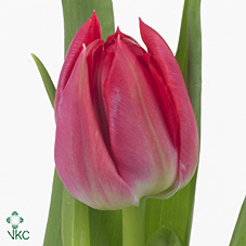 Tulipa Du First Price (Тюльпан Ду Ферст Прайс)