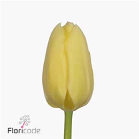 Tulipa Cream (Тюльпан Крем)