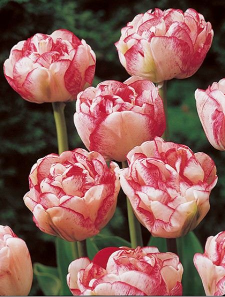 Tulipa du voque (Тюльпан Ду Вог) В35