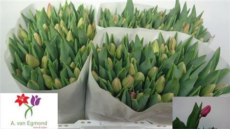 Tulipa En Carola (Тюльпан Эн Корола) В40