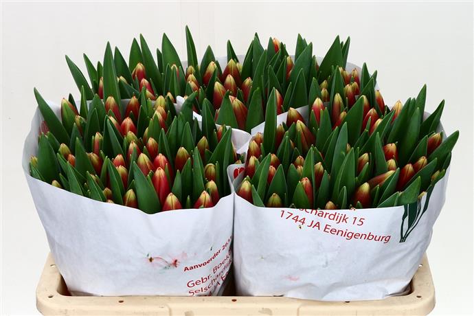 Tulipa En Christmas Gift (Тюльпан Эн Кристмас Гифт)