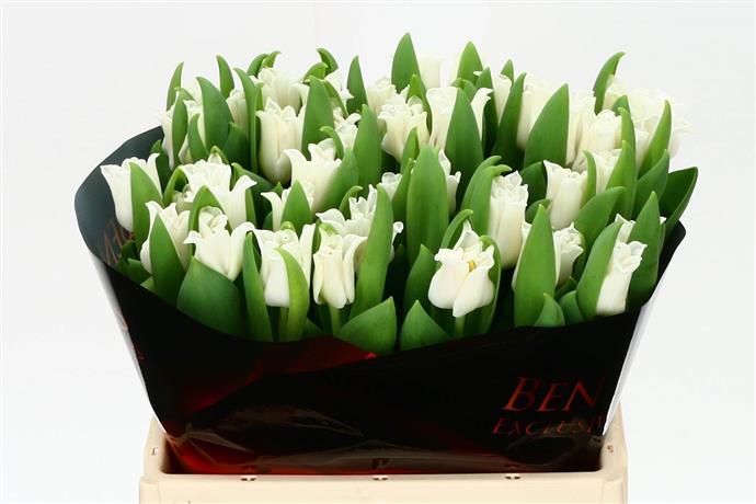 Tulipa En White Liberstar (Тюльпан Эн Вайт Либерстар)