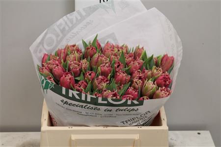 Tulipa Fr Mascotte (Тюльпан Фр Маскотте)