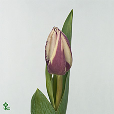 Tulipa En Rems Favourite (Тюльпан Эн Ремс Фаворит)