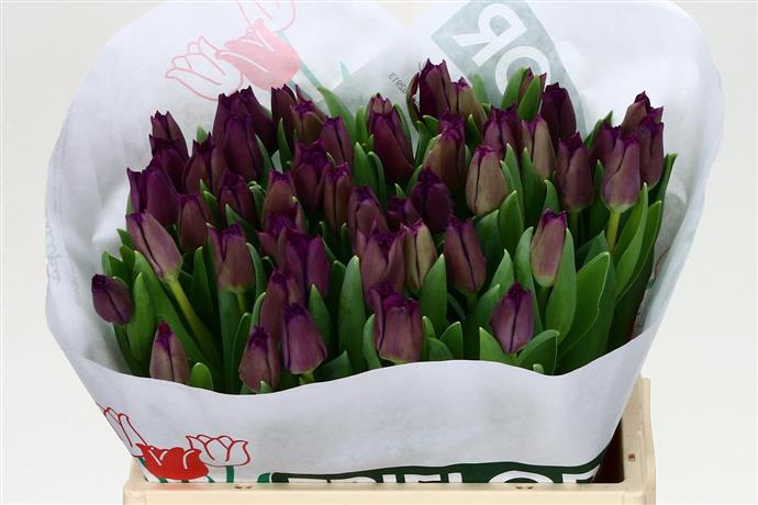 Tulipa en negrita (Тюльпан эн Негрита) В40