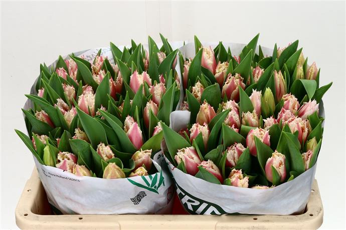 Tulipa Fr Bell Song (Тюльпан Фр Белл Сонг)