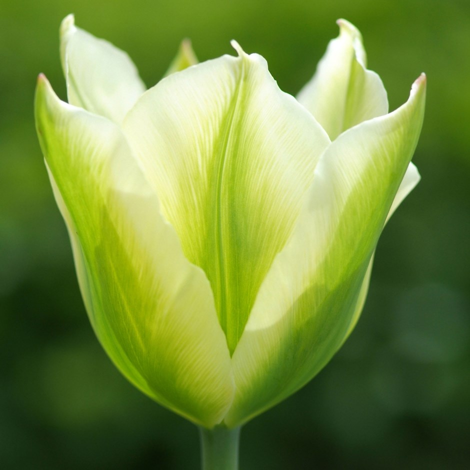 Tulipa fr green mile (Тюльпан фр Грин Мил)