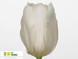 Tulipa en lady chantal (Тюльпан Эн леди Чантал) В40