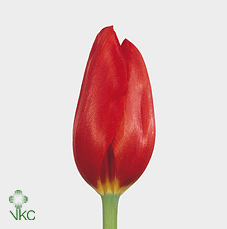 Tulipa French Kingsblood (Тюльпан Френч Кингсблад) В60