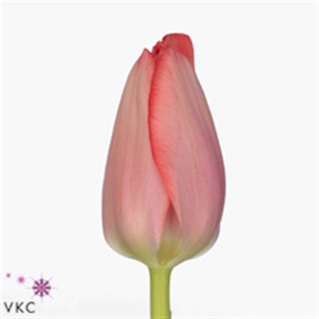 Tulipa En Vingino (Тюльпан Эн Винджино)