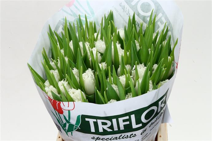 Tulipa Fr Honeymoon (Тюльпан Фр Ханимун)