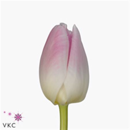 Tulipa Pink Pale (Тюльпан Пинк Пале)