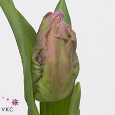 Tulipa Pa Gander Parrot (Тюльпан Паррот Па Гандер)