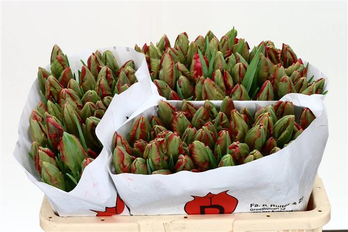 Tulipa Pa Carmine Parrot (Тюльпан Па Кармин Паррот)