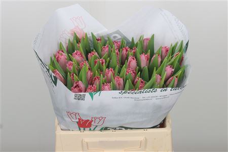 Tulipa Fr Santander (Тюльпан Фр Сантандер)
