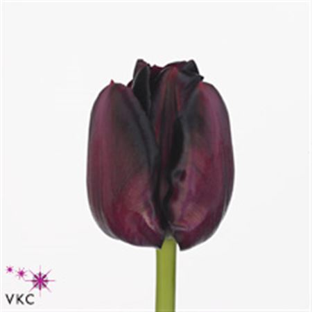 Tulipа Black (Тюльпан Блэк)