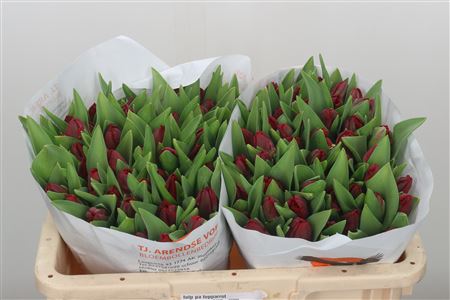 Tulipa Pa Topparrot (Тюльпан Па Топпаррот)