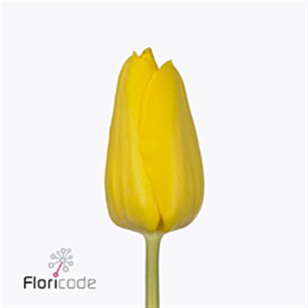 Tulipa Yellow (Тюльпан Еллоу)