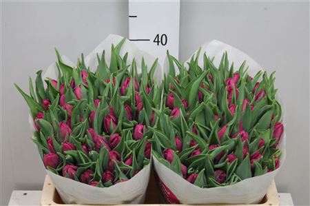 Tulipa Pa Parrot Prince (Тюльпан па Паррот Принц )