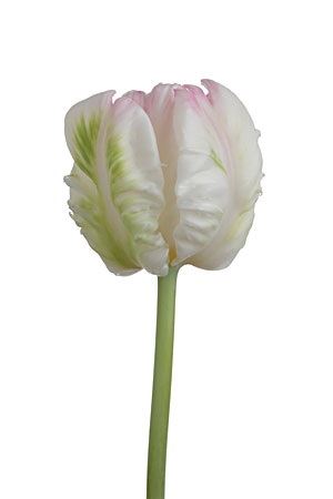 Tulipa Pa Webers Parrot (Тюльпан Па Веберс Паррот)